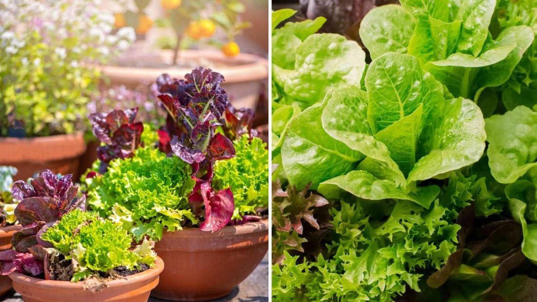Growing Iceberg Lettuce from Seed to Harvest in Containers: A Complete Step-by-Step Guide for Crisp, Fresh Greens