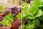 Growing Iceberg Lettuce from Seed to Harvest in Containers: A Complete Step-by-Step Guide for Crisp, Fresh Greens