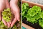 How to Grow Organic Loose Leaf Lettuce in Plastic Grocery Bags for Continuous Harvests – A Beginner’s Guide