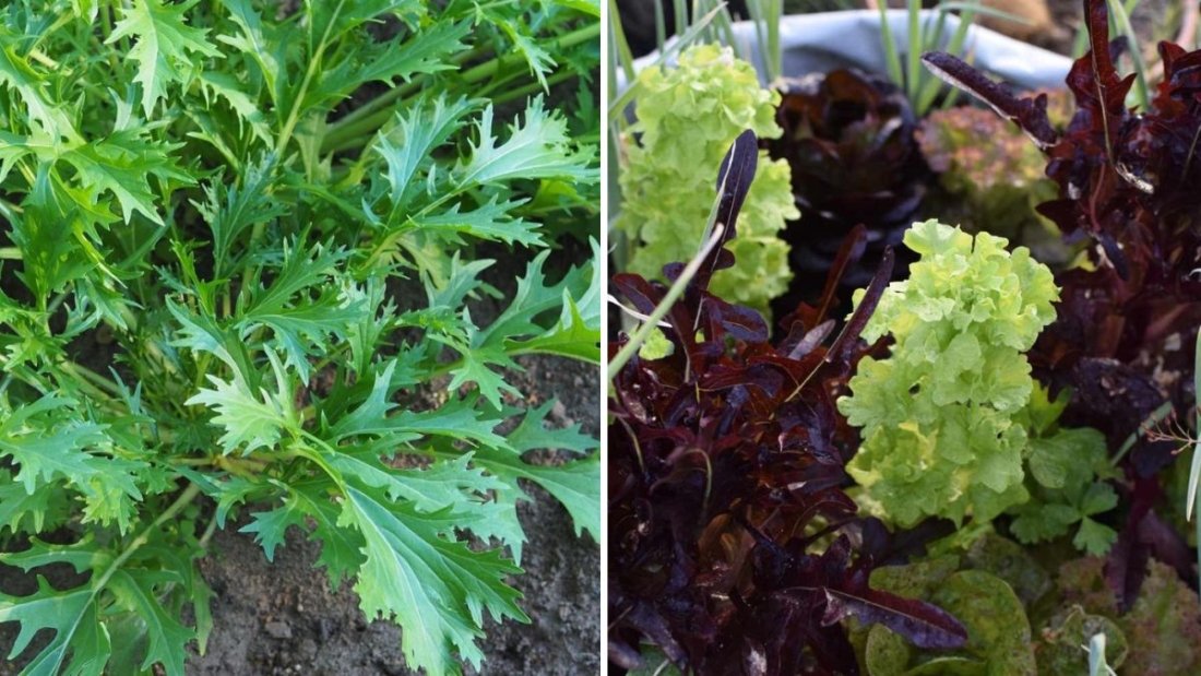 Smart Growers Guide: How to Control Bolting in Salad Rocket and Mizuna for Longer Harvests