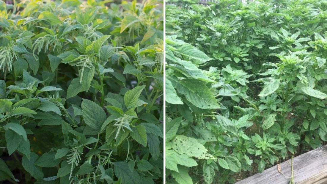 Growing Amaranth Greens: A Complete Guide (with Updates for a Healthier, Faster Harvest)