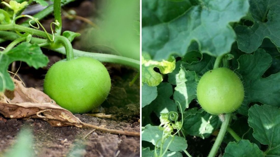 How to Grow Tinda (Apple Gourd) from Seeds in Pots: A Complete Step-by-Step Guide for Home Gardeners
