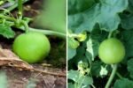 How to Grow Tinda (Apple Gourd) from Seeds in Pots: A Complete Step-by-Step Guide for Home Gardeners