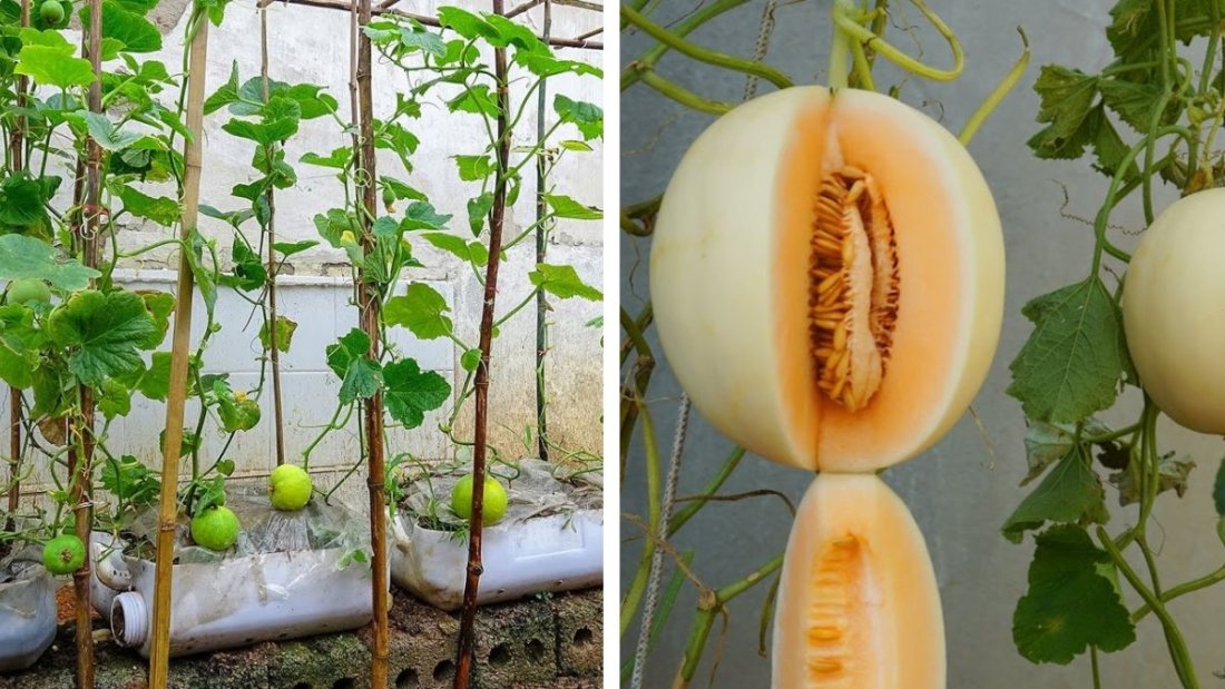 How to Grow Honeydew Melon in Plastic Containers: Harvest Sweet and Large Fruits at Home