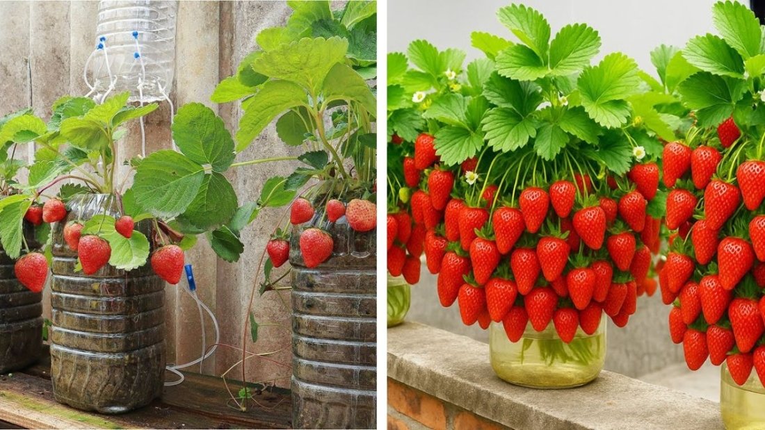 Growing Strawberries in Plastic Bottles: A Space-Saving Trick for Juicy, Fresh Harvests