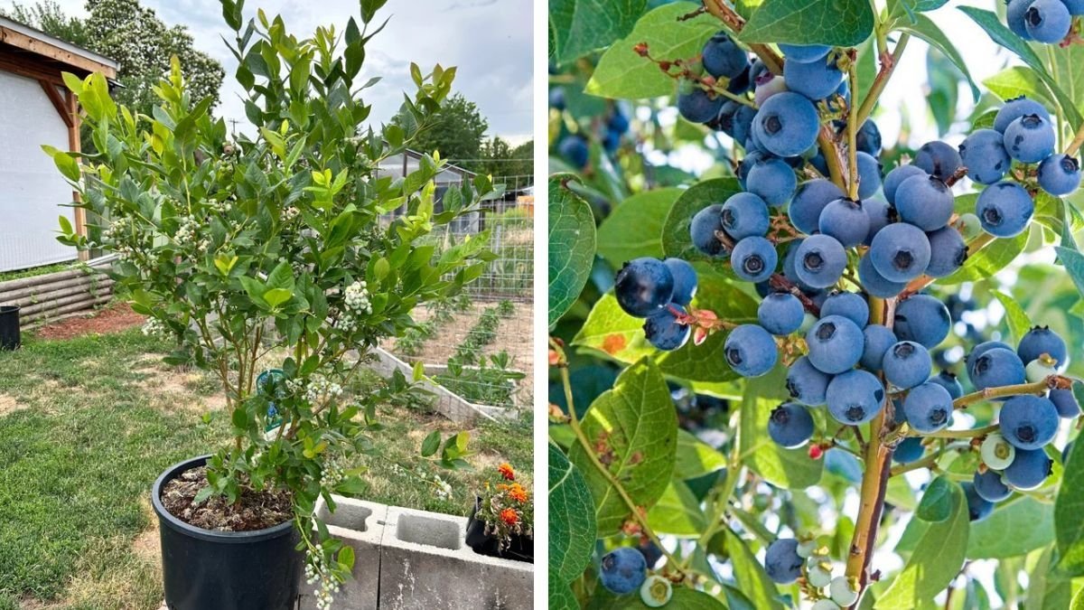 How to Grow Blueberries in Plastic Bottles: A Simple and Sustainable Gardening Trick