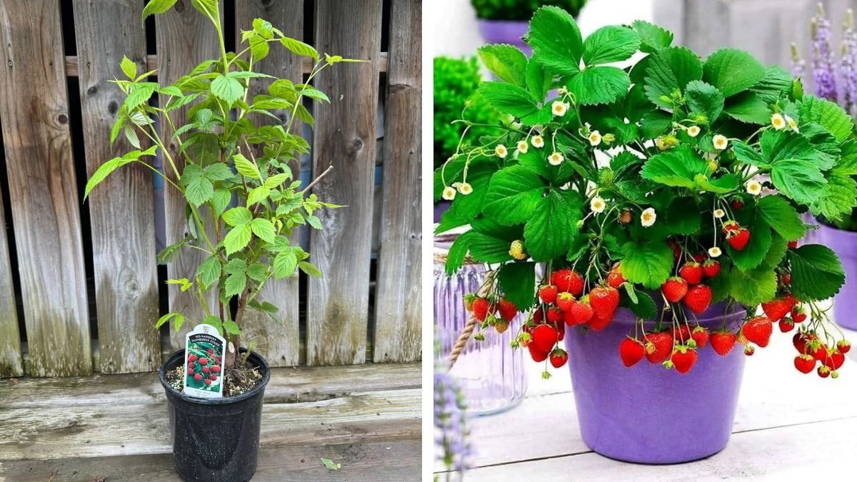 Raspberry Planting Guide: Everything You Need to Know About Soil, Sun, pH, Fertilizing, Growing & Caring