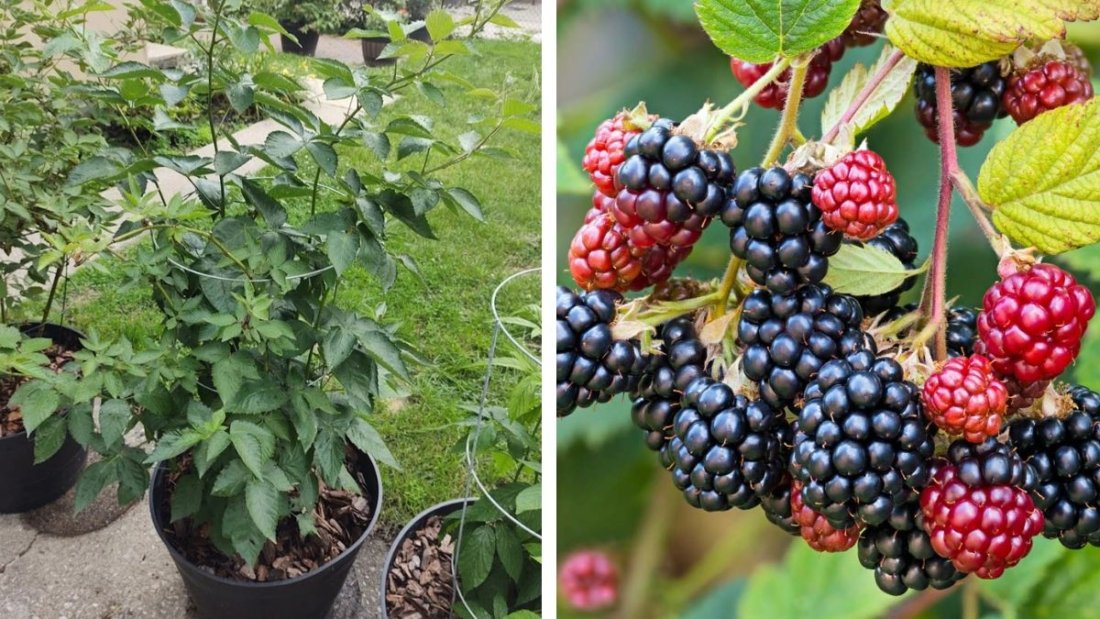 How to Plant Blackberry Bushes and Set Up Your Garden for a Bountiful Harvest