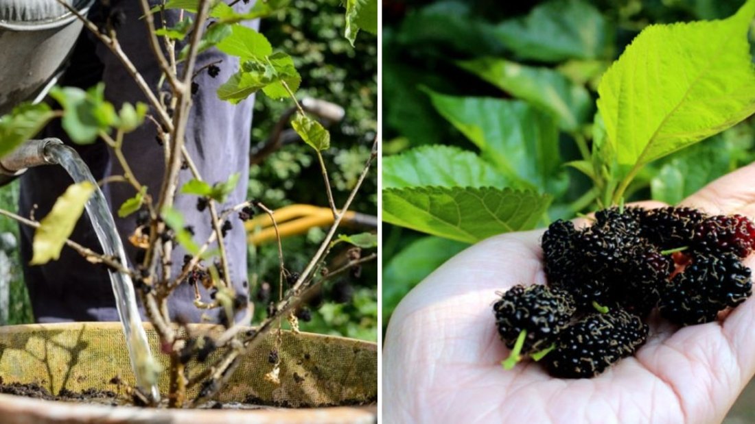 How to Grow Mulberries in Containers: A Complete Guide to Growing Mulberry Trees at Home