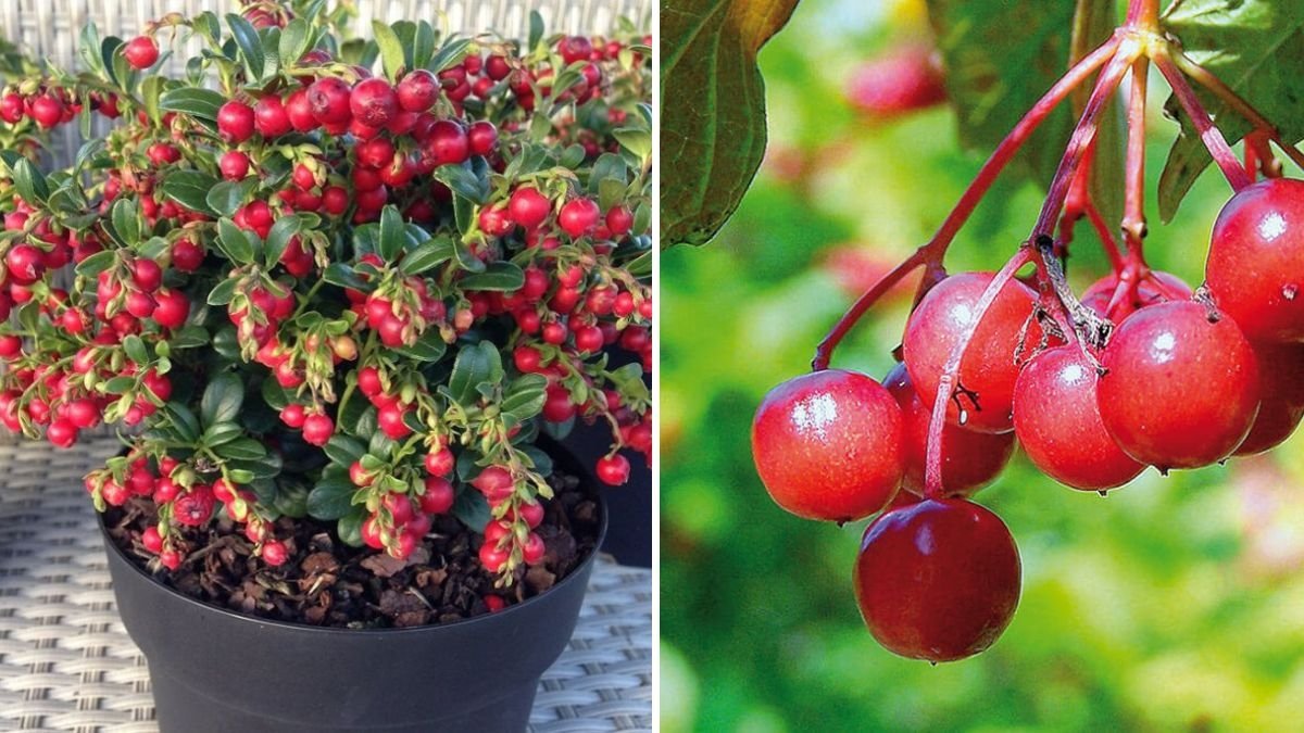 How Cranberries Grow: A Complete Guide to the Fascinating Journey from Bog to Berry