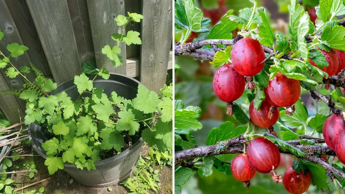 How to Grow Gooseberries at Home: A Complete Guide Inspired by Raintree Nursery’s Growing Tips