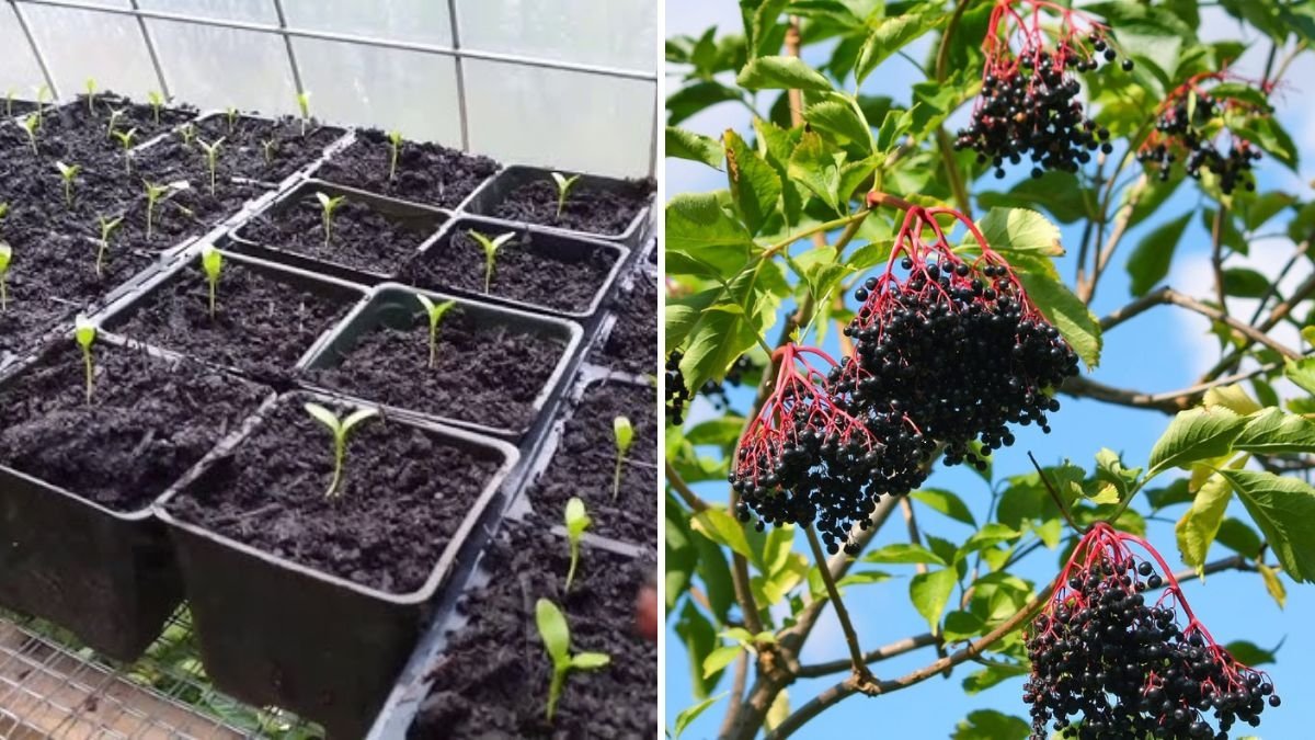 How to Grow Hundreds of Elderberry Plants for Just a Few Bucks: A Complete Step-by-Step Guide