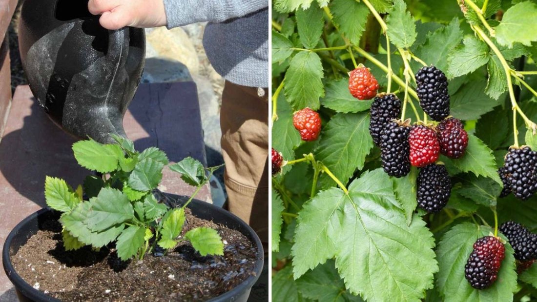 How to Start New Boysenberry Plants: A Complete Step-by-Step Guide for Home Gardeners
