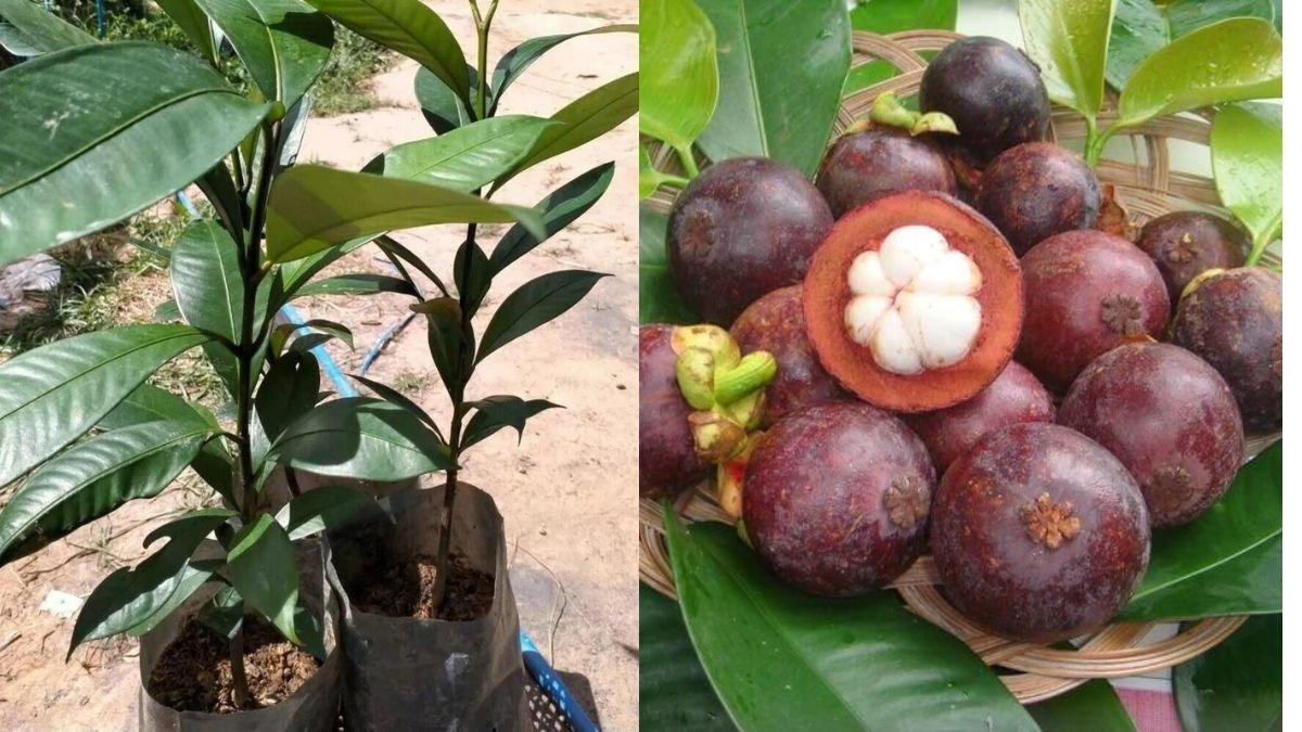 Mangosteen Farming | Growing Mangosteen from Seed at Home | Complete Mangosteen Cultivation Guide