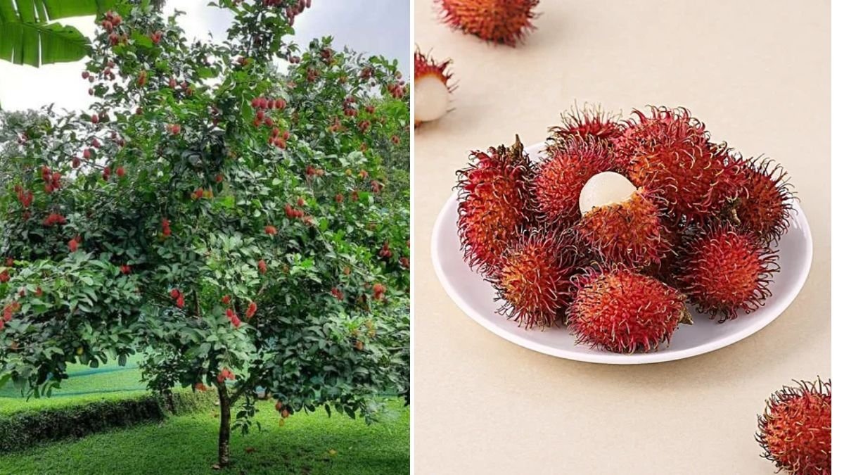 Rambutan Farming: Everything You Need to Know | Complete Rambutan Cultivation Guide