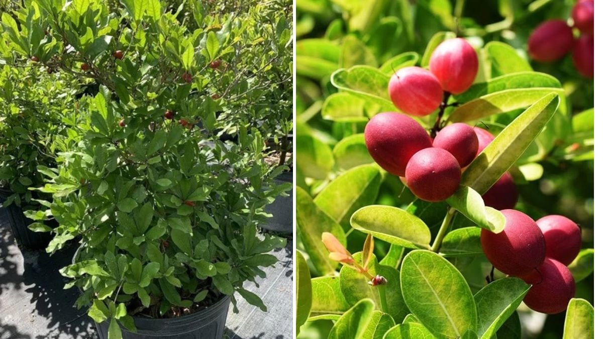 Miracle Fruit Plant – Two Varieties Available | Complete Growing and Cultivation Guide