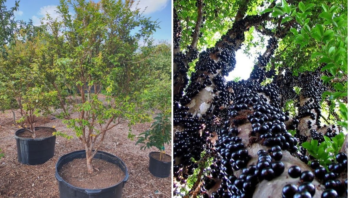 How to Grow Jabuticaba | Complete Guide to Growing the Brazilian Grape Tree