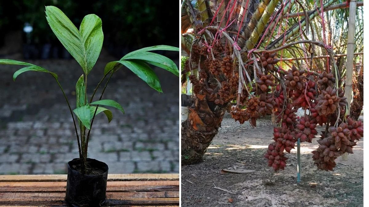 Exotic Fruit: Salak – Snake Fruit! | Complete Guide to Growing and Enjoying this Unique Tropical Treasure