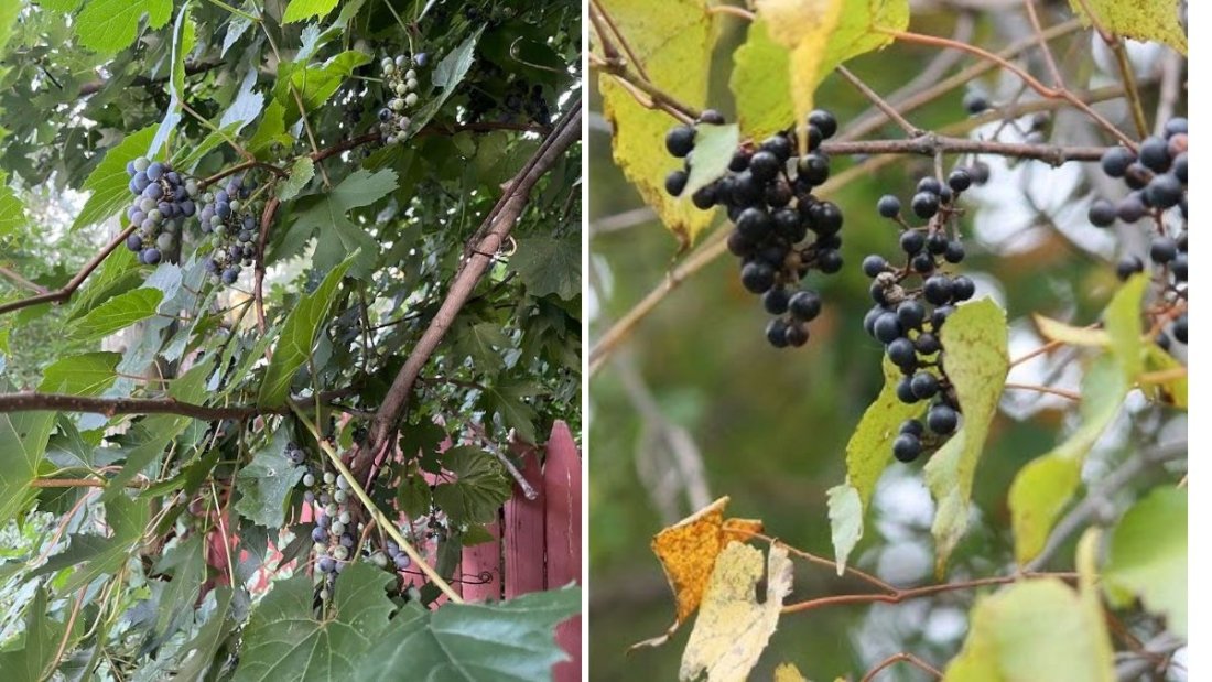 My Wild Grape, and an Exciting Update