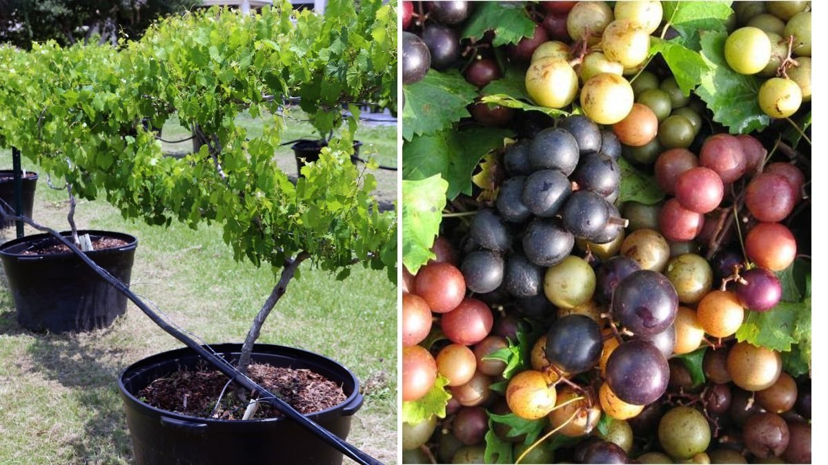 The BEST Muscadine Grape Grow Guide – How to Grow Muscadine Grapes at Home