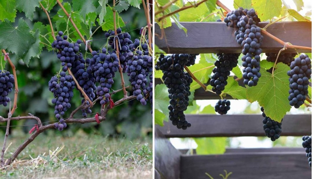 Concord Grape: America’s Classic Fruit Vine and Its Complete Growing Guide