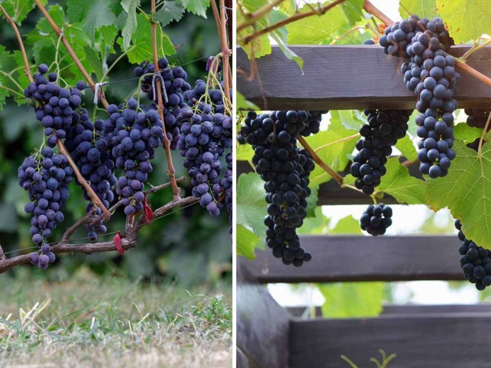 Concord Grape: America’s Classic Fruit Vine and Its Complete Growing Guide