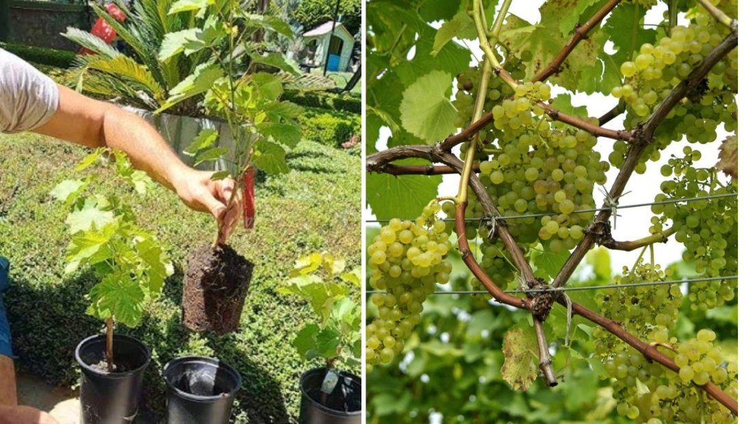 No-Fuss Backyard Grape Growing, Pruning & Propagating Guide