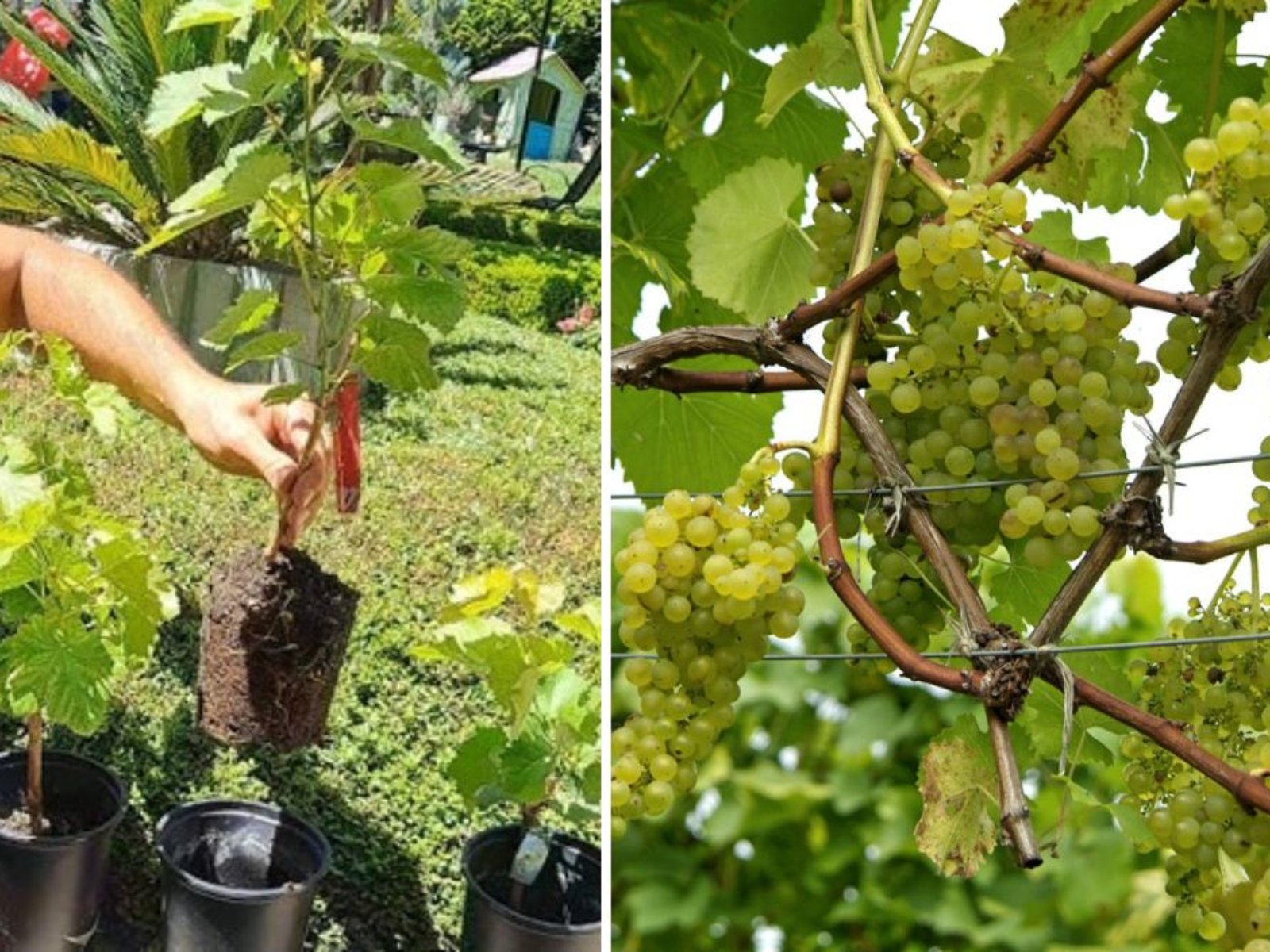 No-Fuss Backyard Grape Growing, Pruning & Propagating Guide