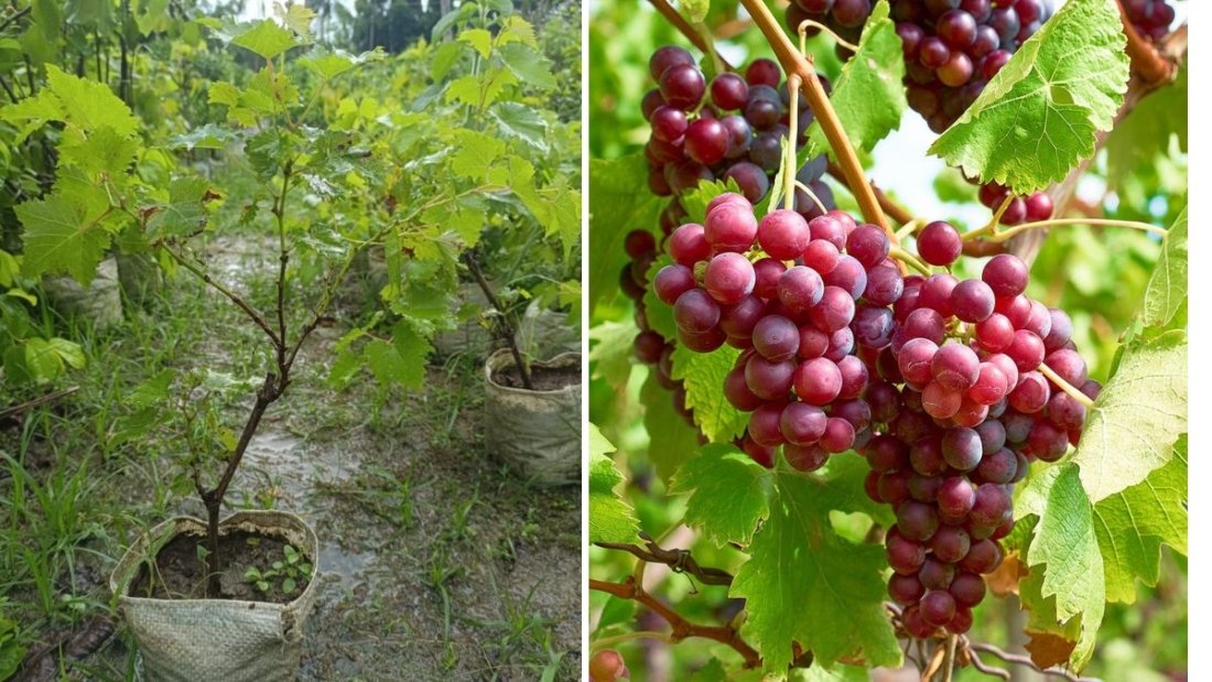 I Planted This Red Grape in My Garden: A Journey from Vine to Harvest