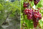 I Planted This Red Grape in My Garden: A Journey from Vine to Harvest