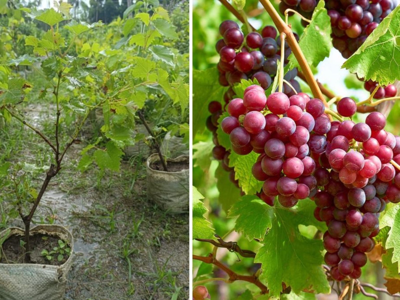I Planted This Red Grape in My Garden: A Journey from Vine to Harvest