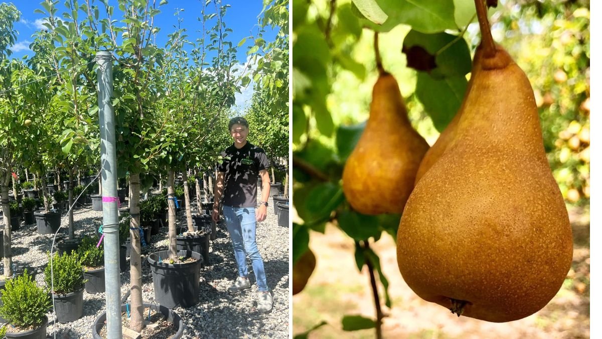 Bosc Pear Tree: How to Grow and Enjoy the Elegant, Honey-Sweet European Classic