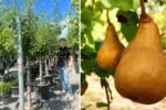 Bosc Pear Tree: How to Grow and Enjoy the Elegant, Honey-Sweet European Classic