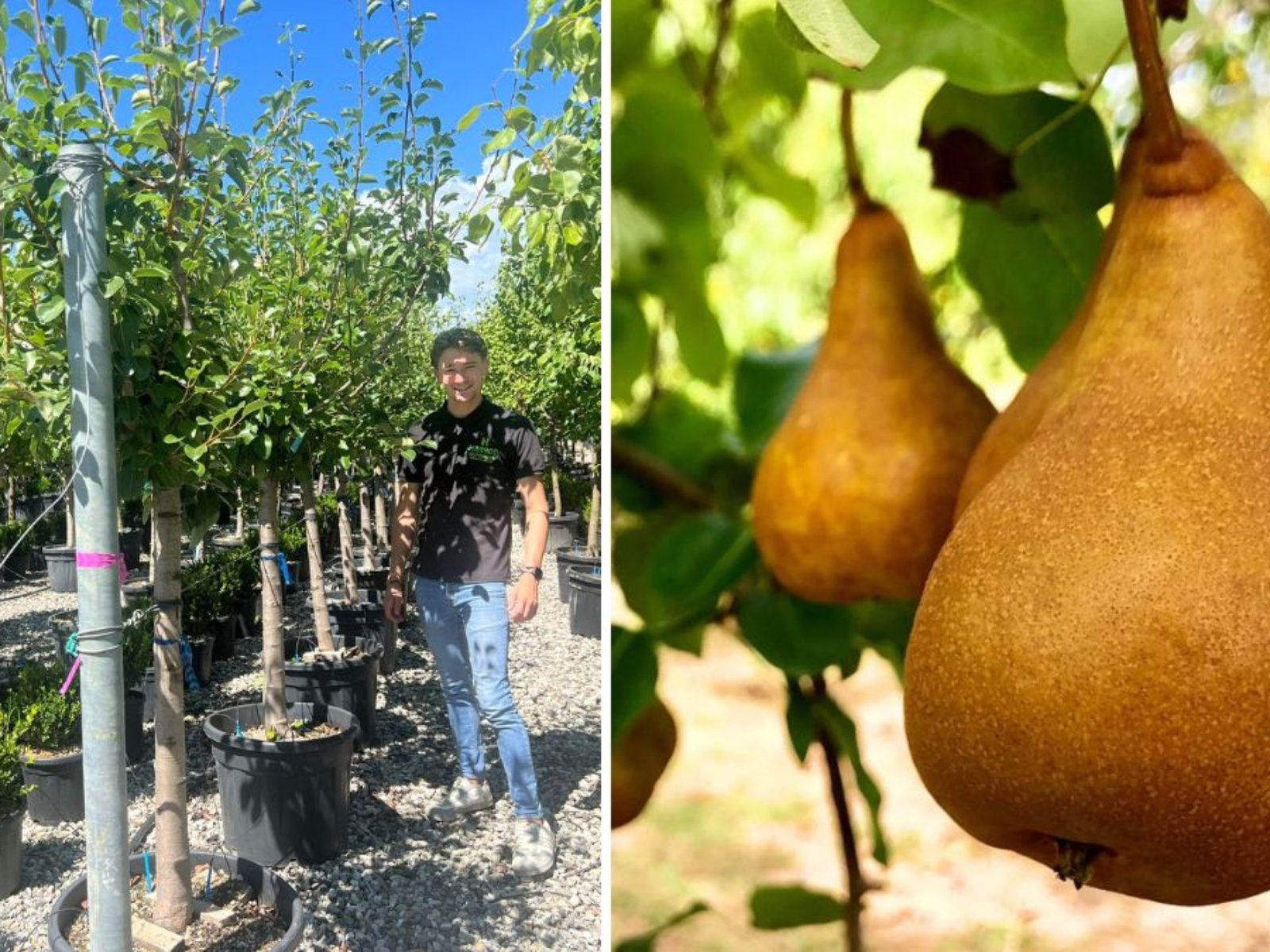 Bosc Pear Tree: How to Grow and Enjoy the Elegant, Honey-Sweet European Classic