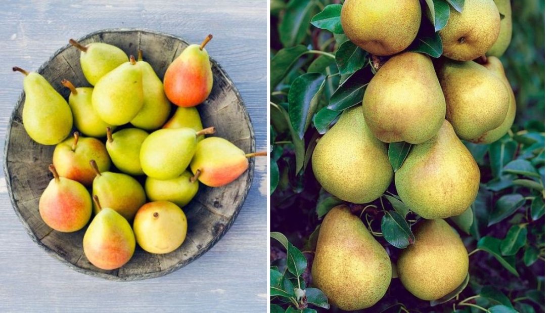 Growing the Stark Brothers Anjou Pear Tree: Your Complete Guide to Cultivating Juicy, Flavorful Pears at Home