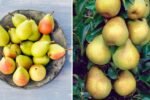 Growing the Stark Brothers Anjou Pear Tree: Your Complete Guide to Cultivating Juicy, Flavorful Pears at Home