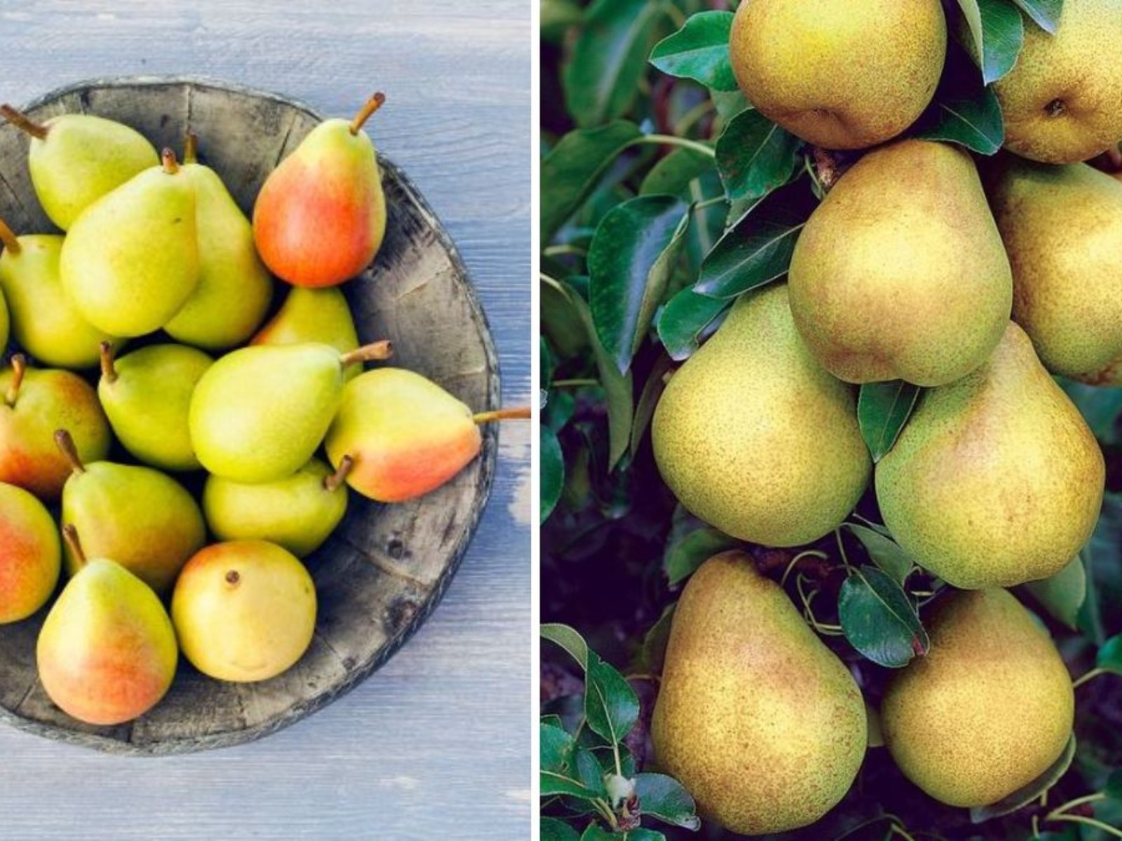 Growing the Stark Brothers Anjou Pear Tree: Your Complete Guide to Cultivating Juicy, Flavorful Pears at Home