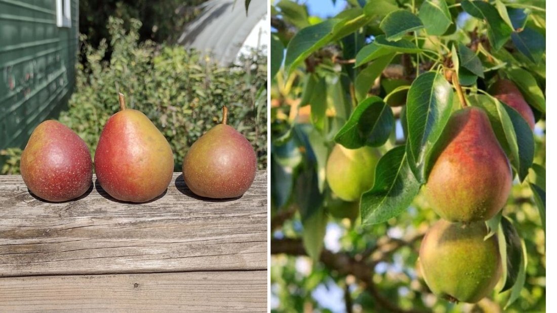 Discovering the Doyenne du Comice Pear: A Jewel of the Organic Orchard