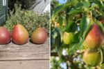 Discovering the Doyenne du Comice Pear: A Jewel of the Organic Orchard