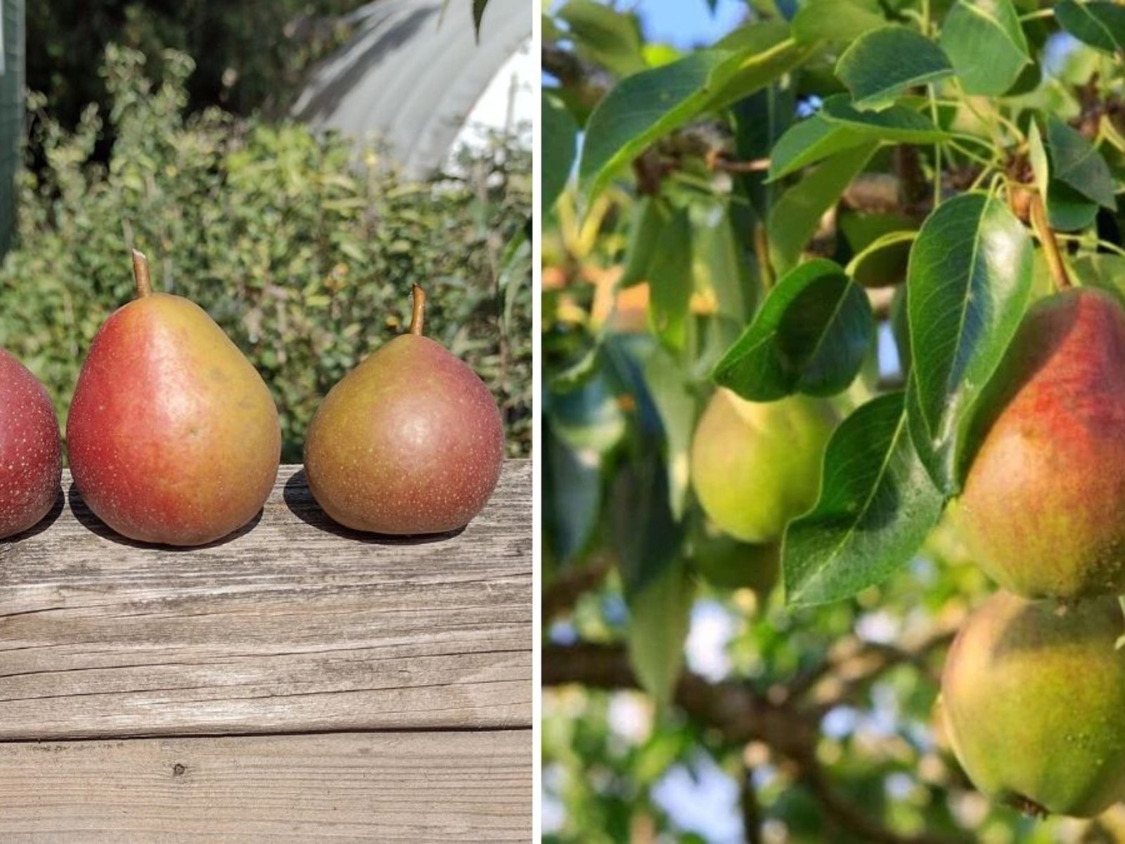 Discovering the Doyenne du Comice Pear: A Jewel of the Organic Orchard
