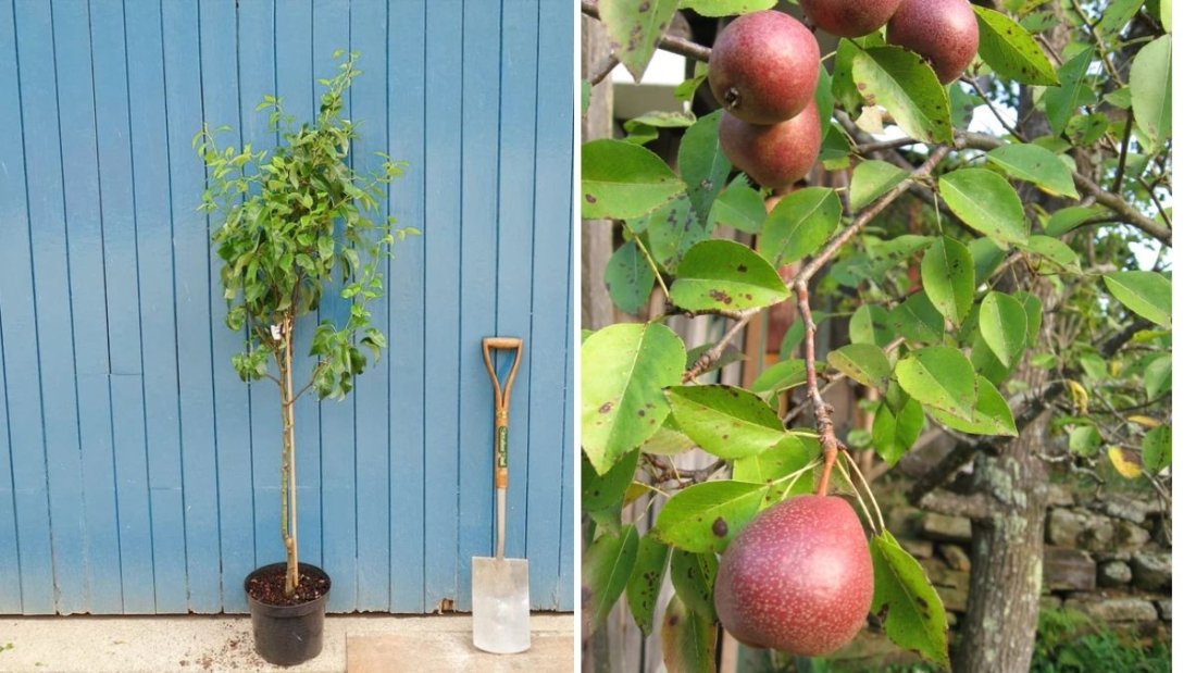 Seckel Pear Tree Update: A Complete Guide to the Plug and Play Planting Method