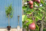 Seckel Pear Tree Update: A Complete Guide to the Plug and Play Planting Method