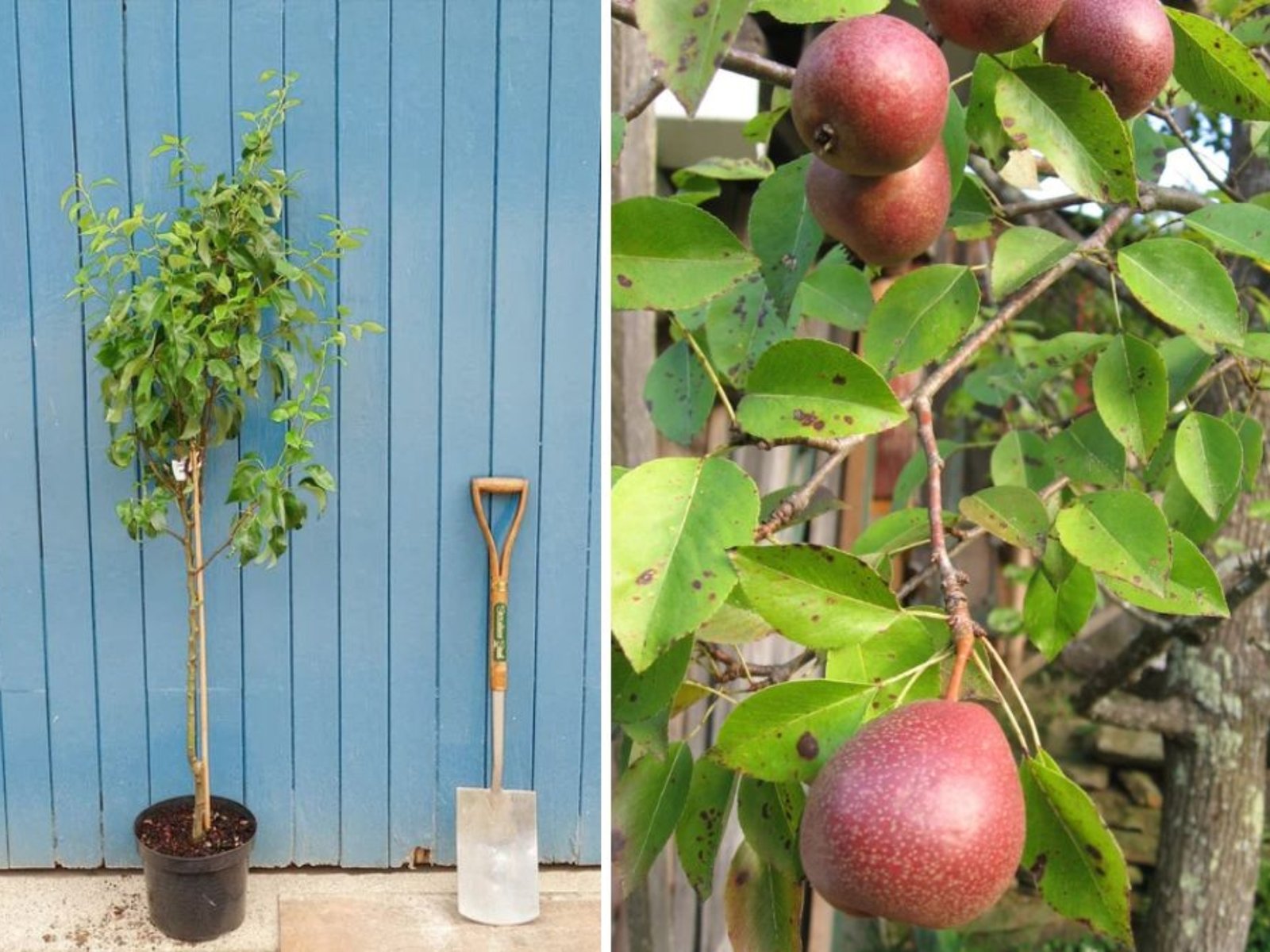Seckel Pear Tree Update: A Complete Guide to the Plug and Play Planting Method