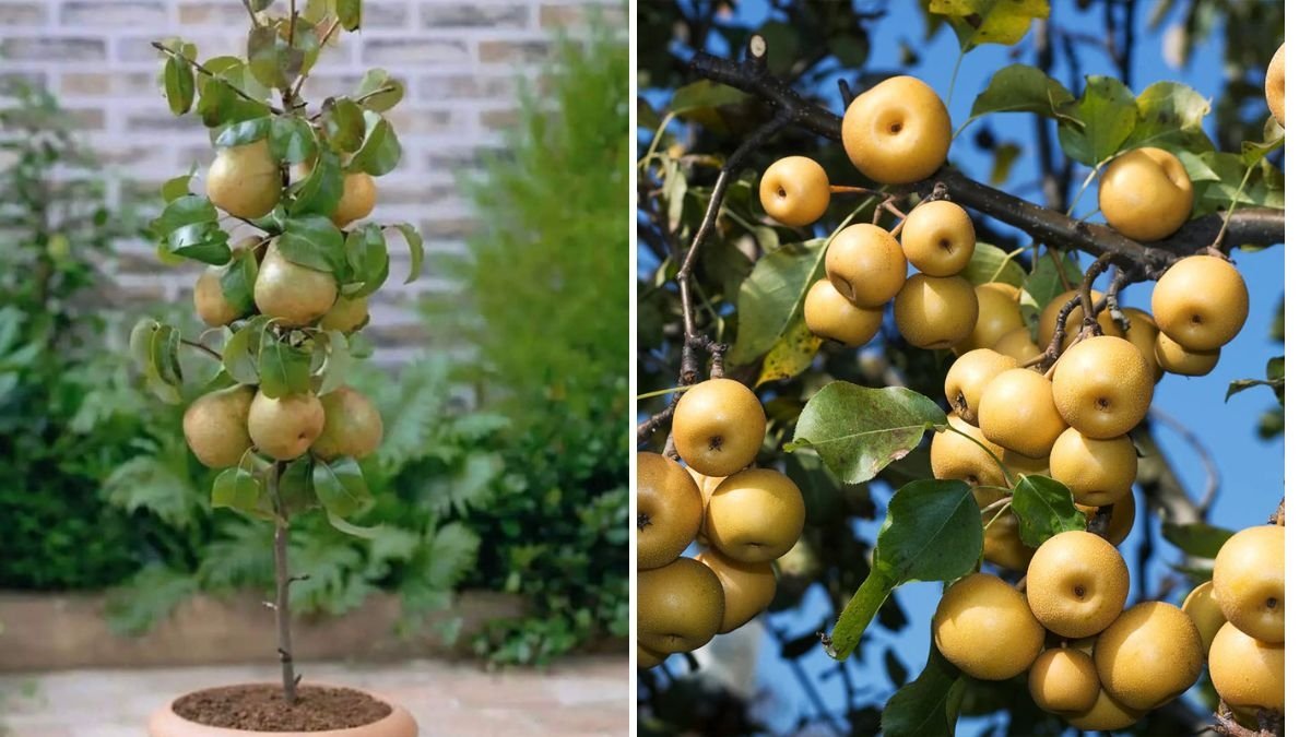Asian Pears: The Ultimate Rare Fruit You Must Try Growing at Home