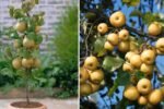 Asian Pears: The Ultimate Rare Fruit You Must Try Growing at Home