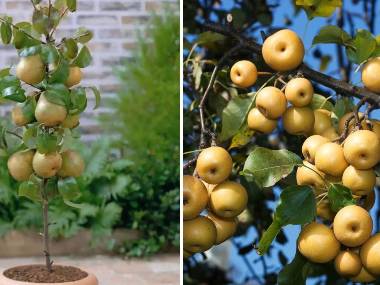 Asian Pears: The Ultimate Rare Fruit You Must Try Growing at Home